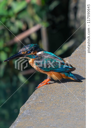 Kingfisher resting on a dam Kingfisher resting on a dam 117090645