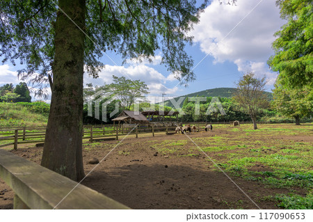 Farm scenery with autumn clear sky in the background, goats and sheep, square scenery, "Yamada Family Farm, Milk Village," Nishihara Village, Aso District 117090653