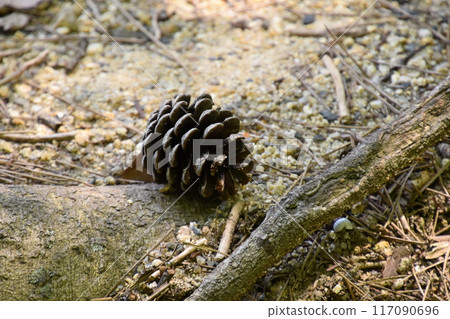 Yamadaike Park 117090696