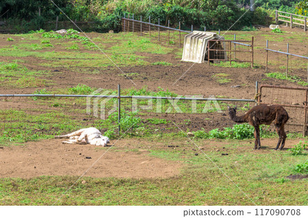 Farm scenery with autumn clear sky in the background, goats and sheep, square scenery, "Yamada Family Farm, Milk Village," Nishihara Village, Aso District Farm scenery with autumn clear sky in the background, goats and sheep, square scenery, "Yamada Family Farm, Milk Village," Nishihara Village, Aso District 117090708