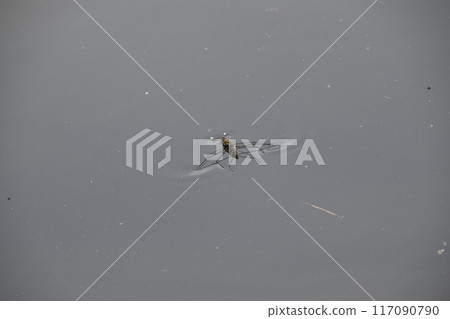 Yamadaike Park 117090790