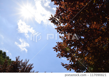 Yamadaike Park 117090821