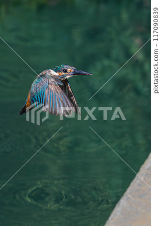 Hover kingfisher Hover kingfisher 117090839