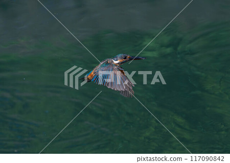 Flying kingfisher Flying kingfisher 117090842