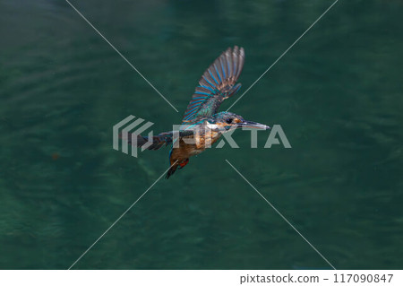 Flying kingfisher 117090847