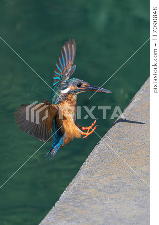 翠鳥登陸 翠鳥登陸 117090848