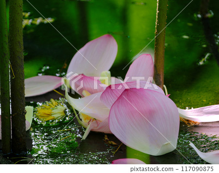 Lotus petals 117090875