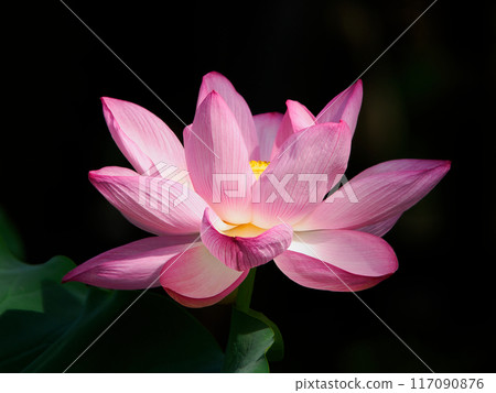 Lotus flower  117090876
