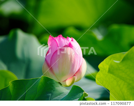 Lotus flower Lotus flower 117090877