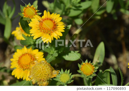 Yamadaike Park 117090893