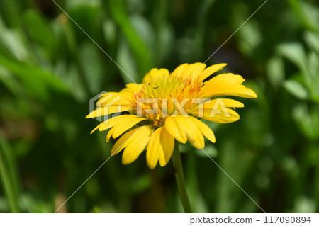 Yamadaike Park 117090894