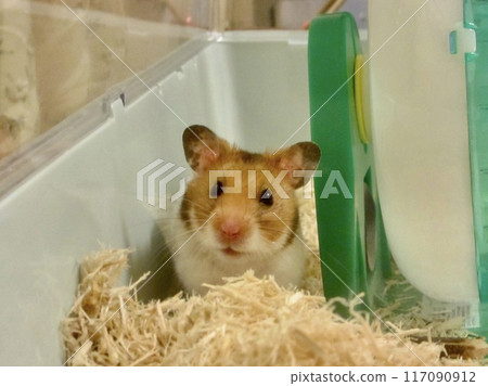 A cute golden hamster waking up and peeking out from its nest A cute golden hamster waking up and peeking out from its nest 117090912