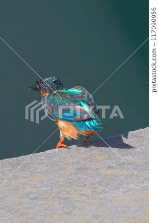 翠鳥屁股 翠鳥屁股 117090956