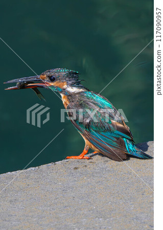 濕翠鳥 濕翠鳥 117090957
