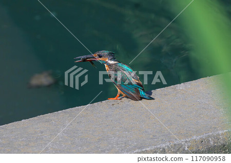 A kingfisher aiming at fish A kingfisher aiming at fish 117090958