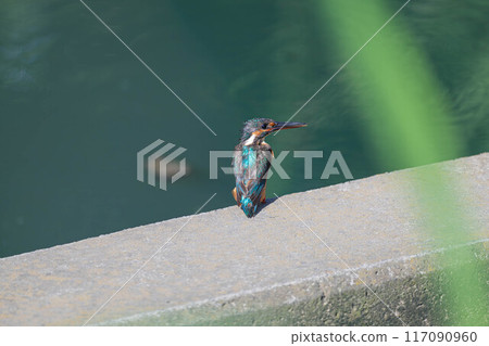 Kingfisher resting on a dam Kingfisher resting on a dam 117090960