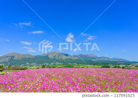 Spectacular view of a magnificent cosmos field with Mt. Aso in the background. Tourist spot "Minamiaso Roadside Station Aso-no-Sato Kugino" Spectacular view of a magnificent cosmos field with Mt. Aso in the background. Tourist spot "Minamiaso Roadside Station Aso-no-Sato Kugino" 117091025