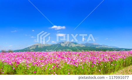 Spectacular view: Cosmos fields with the five peaks of Mt. Aso in the background - Panoramic view "Minamiaso Roadside Station Aso-no-Sato Kugino" Spectacular view: Cosmos fields with the five peaks of Mt. Aso in the background - Panoramic view "Minamiaso Roadside Station Aso-no-Sato Kugino" 117091077