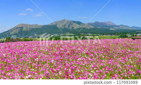 Spectacular view: Cosmos fields with the five peaks of Mt. Aso in the background - Panoramic view "Minamiaso Roadside Station Aso-no-Sato Kugino" Spectacular view: Cosmos fields with the five peaks of Mt. Aso in the background - Panoramic view "Minamiaso Roadside Station Aso-no-Sato Kugino" 117091089