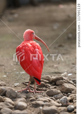 Portrait of a Scarlet Ibis looking backwards 117091119