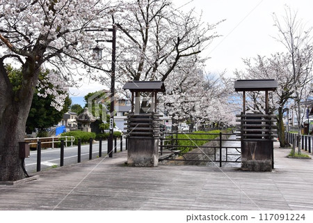 笛吹市石和溫泉櫻花溫泉街櫻花盛開 笛吹市石和溫泉櫻花溫泉街櫻花盛開 117091224