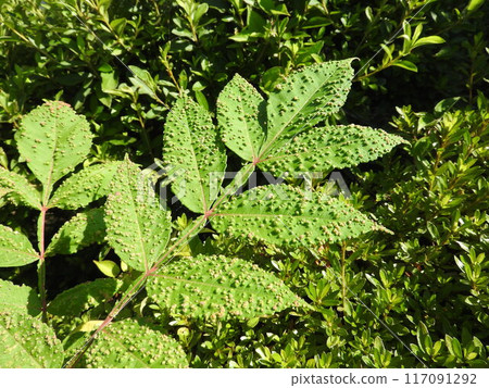 Wart-like worms on Nurde leaves Wart-like worms on Nurde leaves 117091292