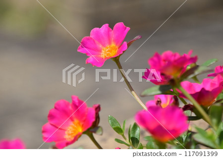 Yamadaike Park 117091399