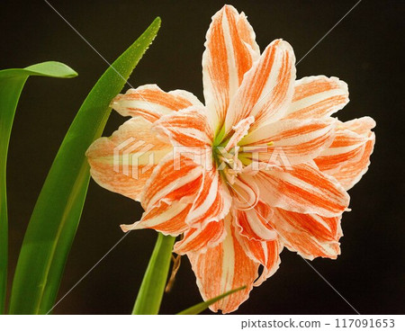Amaryllis on a black background 117091653