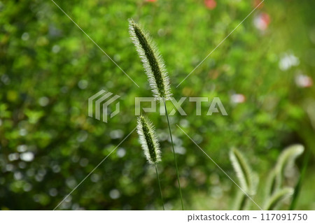 Yamadaike Park Yamadaike Park 117091750