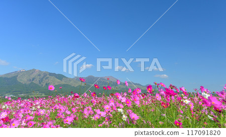 Spectacular view: Cosmos fields with the five peaks of Mt. Aso in the background - Panoramic view "Minamiaso Roadside Station Aso-no-Sato Kugino" 117091820