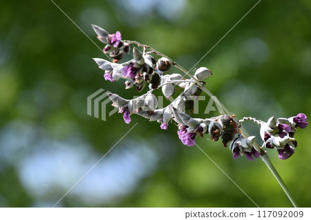 Yamadaike Park 117092009