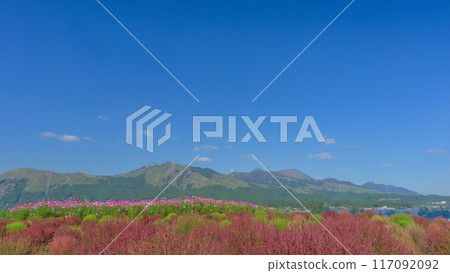 Kochia flowers with Mt. Aso (Aso Five Peaks) in the background, "Minamiaso Roadside Station Aso-no-Sato Kugino" 117092092