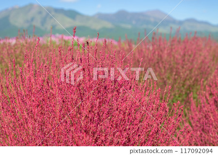 以阿蘇山(阿蘇五山)為背景的金雀花“南阿蘇道路休息站阿比之裡久吉野” 以阿蘇山(阿蘇五山)為背景的金雀花“南阿蘇道路休息站阿比之裡久吉野” 117092094