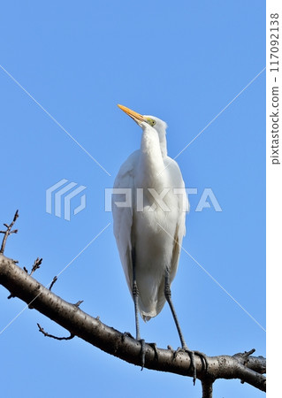 一隻蒼鷺在樹枝上仰望的肖像 一隻蒼鷺在樹枝上仰望的肖像 117092138