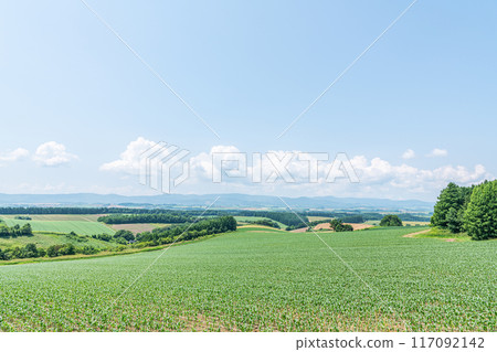北海道美瑛町,夏天的北海道,北方的土地(田野)和藍天染上綠色(北海道圖) 北海道美瑛町,夏天的北海道,北方的土地(田野)和藍天染上綠色(北海道圖) 117092142