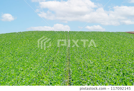北海道美瑛町，夏天的北海道，北方的土地（田野）染上綠色 117092145