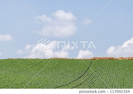 北海道美瑛町，夏天的北海道，北方的土地（田野）和藍天染上綠色（北海道圖） 117092164