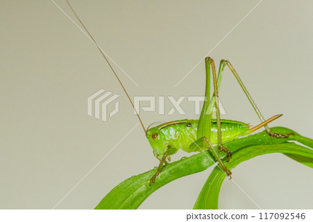 Grasshopper Grasshopper 117092546