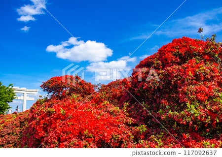 [Kyoto Scenery] Nagaoka Tenmangu Shrine: Spectacular red Kirishima Azalea 117092637