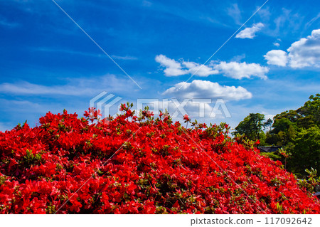 【京都風景】長岡天滿宮,霧島杜鵑花染成紅色的壯麗景色 【京都風景】長岡天滿宮,霧島杜鵑花染成紅色的壯麗景色 117092642