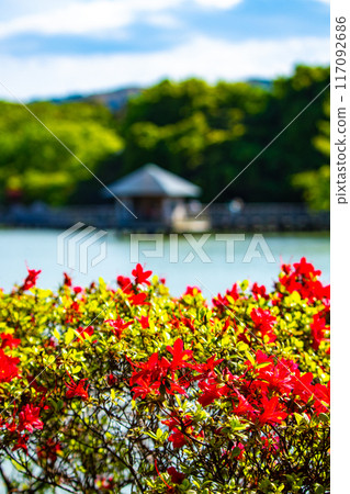 【京都風景】長岡天滿宮,霧島杜鵑花染成紅色的壯麗景色 【京都風景】長岡天滿宮,霧島杜鵑花染成紅色的壯麗景色 117092686