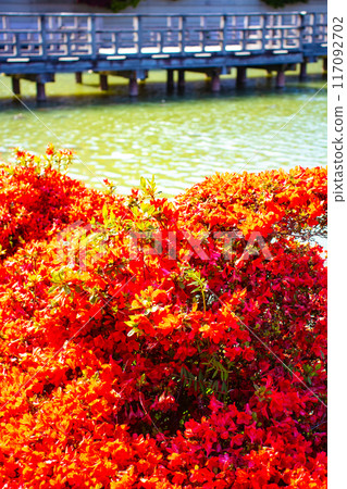 【京都風景】長岡天滿宮，霧島杜鵑花染成紅色的壯麗景色 117092702
