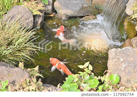Carp in Higashiyama Garden on Kiyomizuzaka Carp in Higashiyama Garden on Kiyomizuzaka 117092734