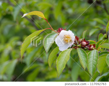 可愛的粉紅色山茶花 117092763
