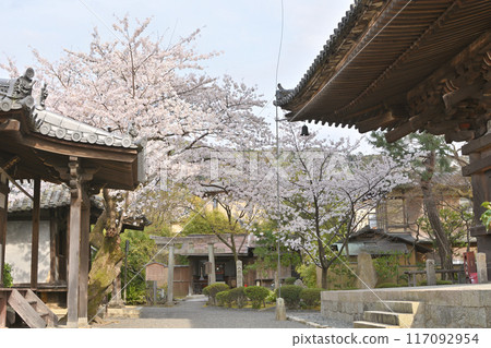 法觀寺的櫻花 117092954