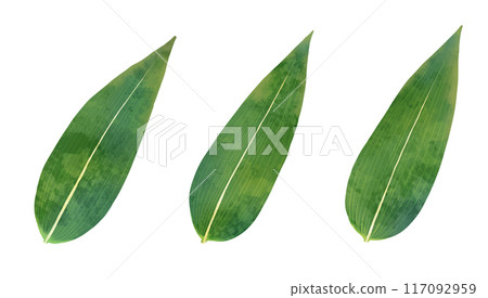 Watercolor style vector illustration of bamboo 117092959
