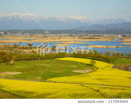 Scenery of Fukushima lagoon with rape blossoms in bloom 117093004