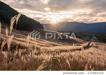 【神奈川縣】箱根仙石原的潘帕斯草原 117093310