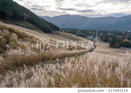 【神奈川縣】箱根仙石原的潘帕斯草原 【神奈川縣】箱根仙石原的潘帕斯草原 117093314