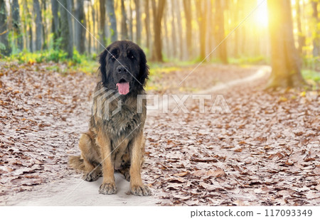 Leonberger in mountain Leonberger in mountain 117093349